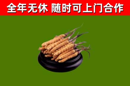 乐山回收散虫草